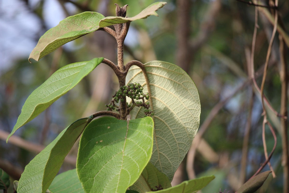 Callicarpa tomentosa (L.) L.